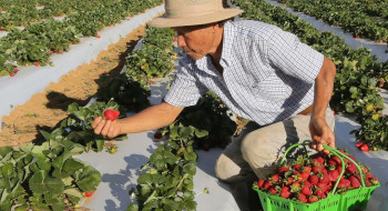 Agricultores com perda de produção começam a receber o Garantia-Safra