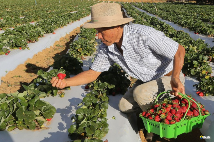 Agricultores com perda de produção começam a receber o Garantia-Safra