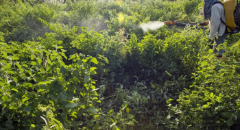 Agrotóxicos atingem população já em vulnerabilidade, diz especialista