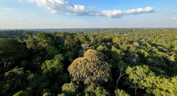 Amazônia e Cerrado evitaram emissões equivalentes às do Japão
