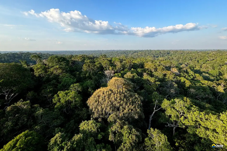 Amazônia e Cerrado evitaram emissões equivalentes às do Japão