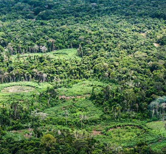 Amazônia: indígenas catalogam espécies para proteger biodiversidade