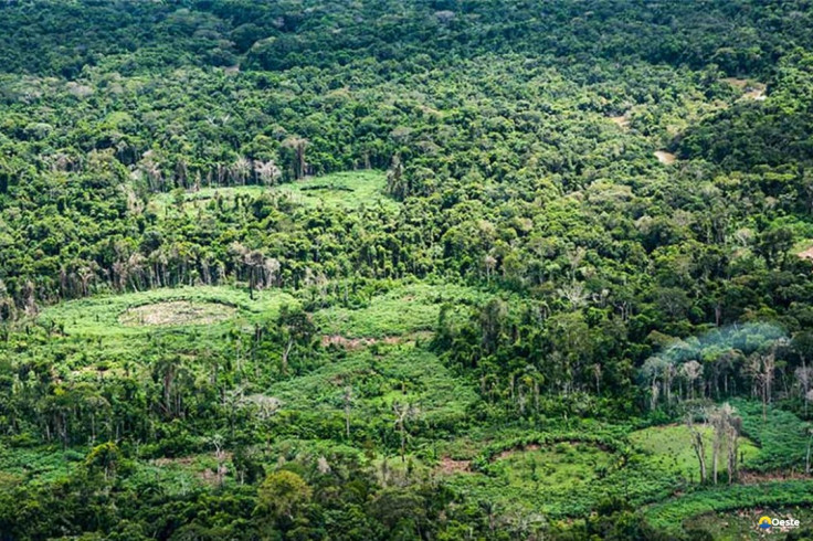 Amazônia: indígenas catalogam espécies para proteger biodiversidade
