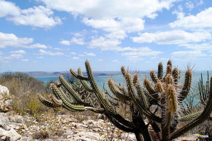 Ameaçada de desertificação, Caatinga terá área recuperada