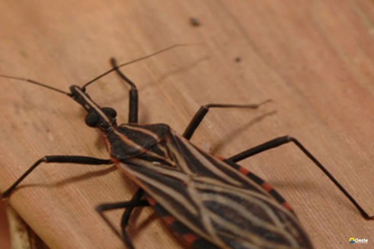 Ananindeua, no Pará, tem surto de casos da doença de Chagas