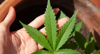 Anvisa discute nesta quarta regras para a produção de cannabis no país