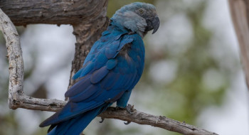 Ararinhas-azuis recapturadas testam positivo para vírus letal