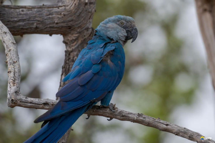 Ararinhas-azuis recapturadas testam positivo para vírus letal