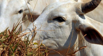 Bois exportados vivos: ONGs denunciam precariedade e riscos ambientais