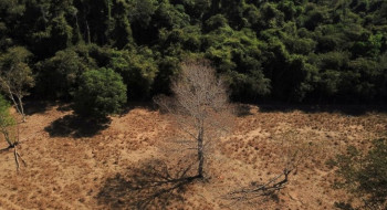 Brasil pode suprir demanda por bioenergia sem desmatar, aponta estudo