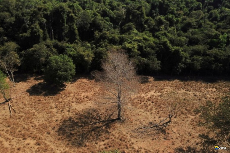 Brasil pode suprir demanda por bioenergia sem desmatar, aponta estudo