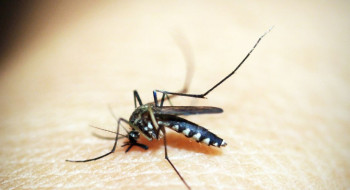 Brasileiros publicam maior estudo já feito sobre sequelas do zika