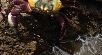 Calendário de defeso do caranguejo-uçá começa dia 18 próximo