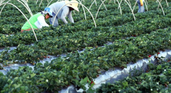 Canal Gov destaca agricultura familiar no novo programa Campo da Gente