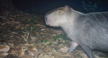 Capivara é agredida na zona norte do Rio e autores são presos
