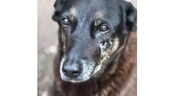 Caso Orelha: o que se sabe até agora sobre a morte do cão em SC