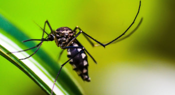 Casos de dengue no Brasil caem 75% em 2026