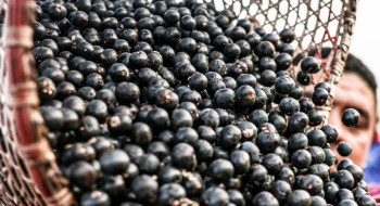China facilita exportação de polpas e frutas congeladas brasileiras