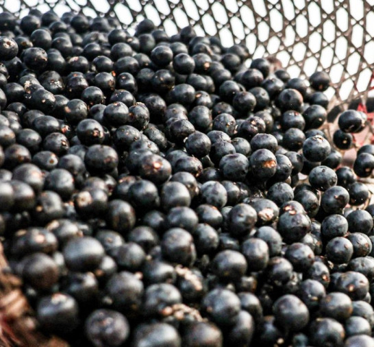 China facilita exportação de polpas e frutas congeladas brasileiras