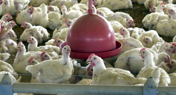 China suspende proibição de compra de carne de frango do Brasil