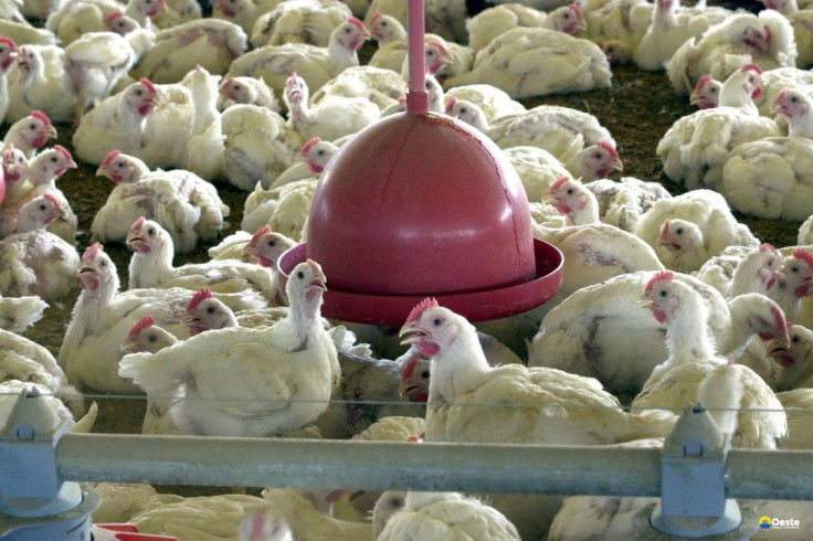 China suspende proibição de compra de carne de frango do Brasil