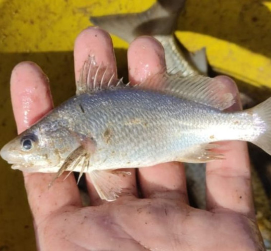 Cientistas identificam taxa recorde de deformações em peixes do ES
