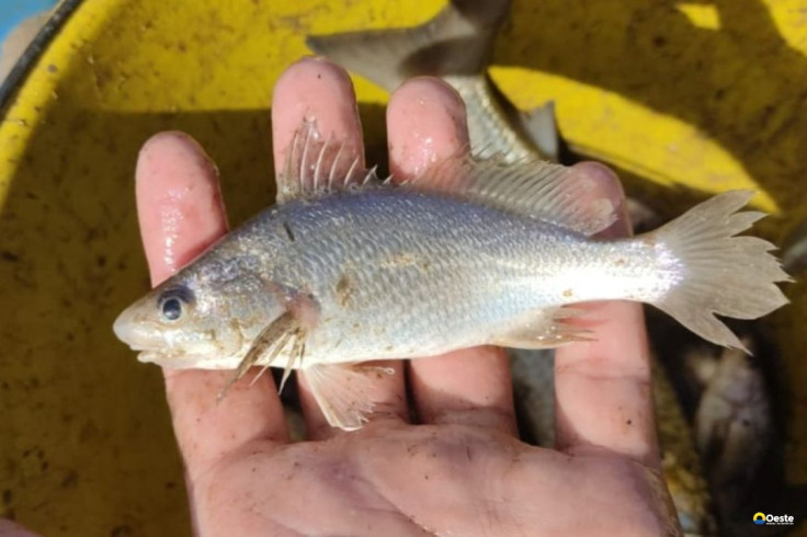 Cientistas identificam taxa recorde de deformações em peixes do ES