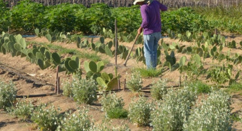 CMN simplifica crédito rural a populações tradicionais e extrativistas