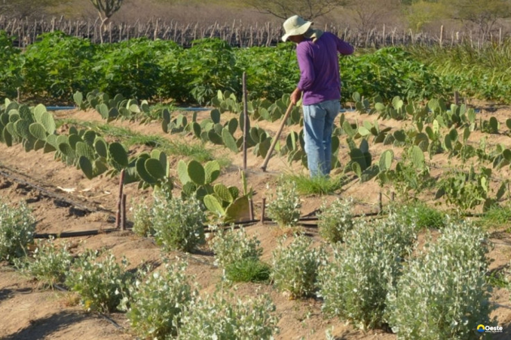 CMN simplifica crédito rural a populações tradicionais e extrativistas