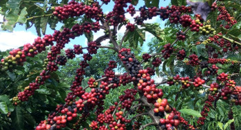 Conab prevê colheita recorde de café com crescimento de 17,1% em 2026