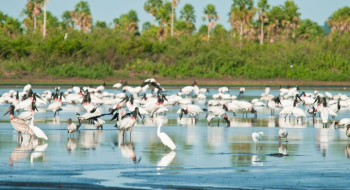 Conheça novas áreas de proteção ambiental no Cerrado e no Pantanal