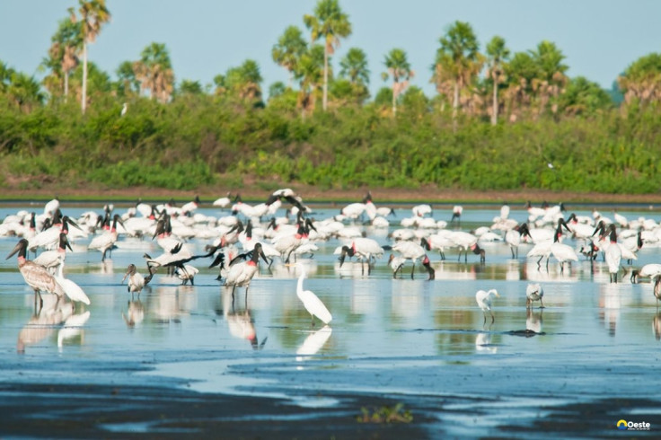 Conheça novas áreas de proteção ambiental no Cerrado e no Pantanal