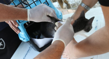 Conselho de Veterinária alerta para doença que afeta gatos