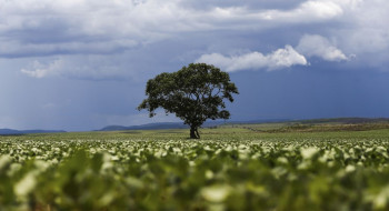 Crédito rural financiou R$ 92,4 bi em áreas com alertas ambientais
