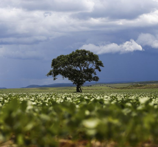 Crédito rural financiou R$ 92,4 bi em áreas com alertas ambientais
