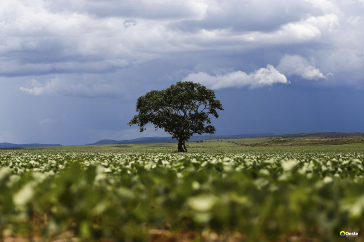 Crédito rural financiou R$ 92,4 bi em áreas com alertas ambientais