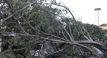Defesa Civil de SP recebe 514 chamados por quedas de árvores