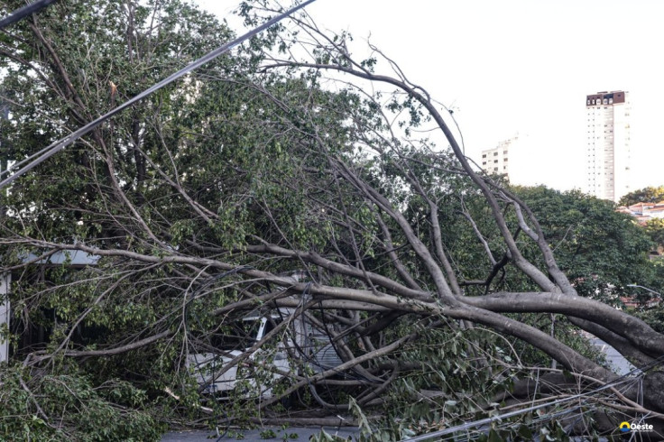 Defesa Civil de SP recebe 514 chamados por quedas de árvores