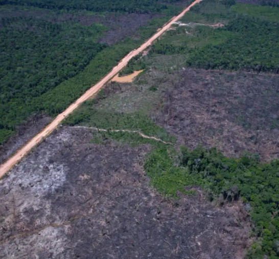 Desmatamento na Amazônia cai 36,87% no último ano