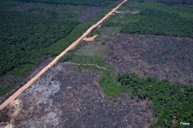 Desmatamento na Amazônia cai 36,87% no último ano