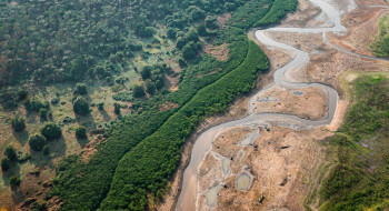 Dezesseis projetos concorrem em edital para restauração da Amazônia