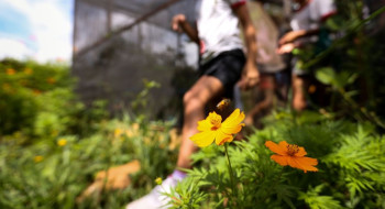 Dia da Educação Ambiental destaca iniciativas de conscientização