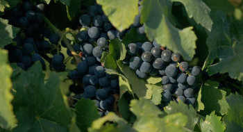 Documentário sobre cultura vinícola no país tem exibição na TV Brasil