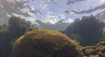 El Niño afeta ecossistema marinho no Oceano Atlântico, diz estudo