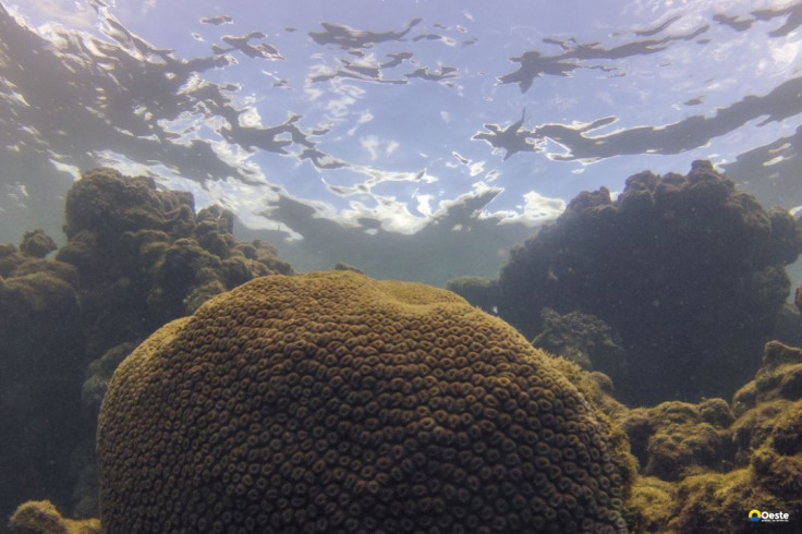 El Niño afeta ecossistema marinho no Oceano Atlântico, diz estudo