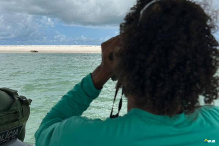 Elefante-marinho volta a ser avistado no litoral alagoano