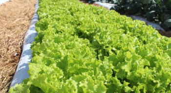 Embrapa inaugura Unidade Mista de Pesquisa e Inovação em Mato Grosso