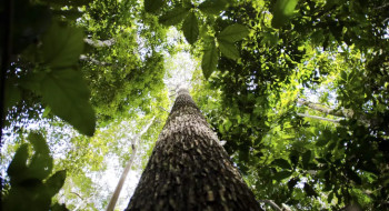 Entenda como funciona o Fundo Florestas Tropicais para Sempre