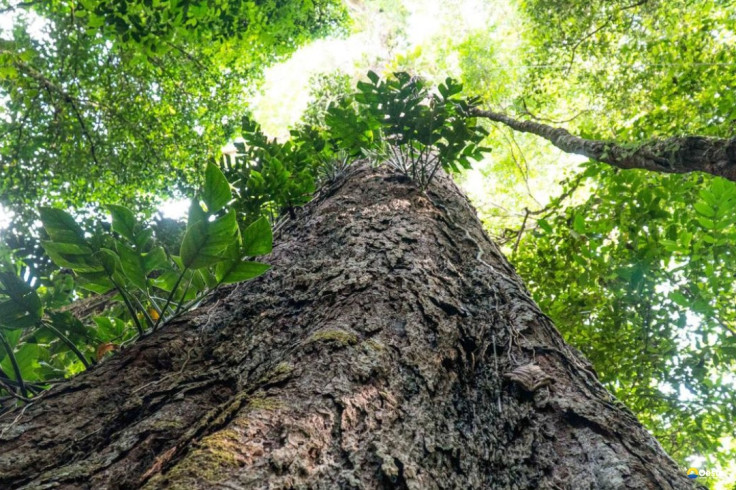 Entidades públicas e privadas pedem pacto por Código Florestal