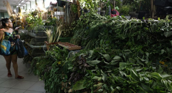 Erveiras se atualizam para atender a novas tradições de religiões afro